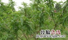 桃树栽植方法 桃树的具体栽植方法