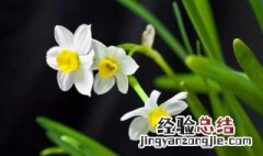 水仙花是否有毒?可以在家养吗? 水仙花是否有毒