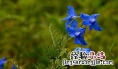 翠雀花的养殖方法和注意事项 翠雀花的养殖方法