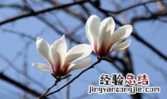 木兰花代表什么意思 花木兰是什么意思请百度一下