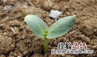 向日葵最有效催芽方法视频 向日葵最有效催芽方法