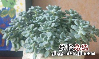 劳尔适合在室内养吗 劳尔的养殖方法和注意事项