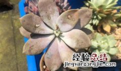 华丽风车的养殖方法和注意事项 华丽风车的养殖方法和注意事项有哪些