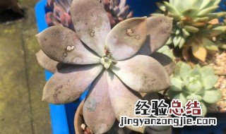 华丽风车的养殖方法和注意事项 华丽风车的养殖方法和注意事项有哪些