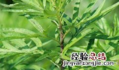 蒌蒿是一种植物因为什么-回答 蒌蒿是什么植物蒌蒿蒌蒿