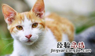 遇到流浪猫怎么办 在外面遇到流浪猫怎么办