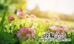 春天有什么水果和花 春天有哪些水果和花