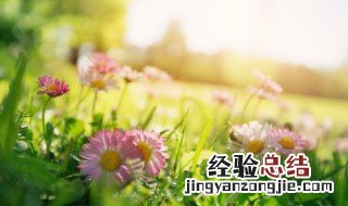 春天有什么水果和花 春天有哪些水果和花