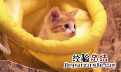 猫生宝宝怎么做窝视频 猫生宝宝怎么做窝