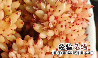 虎鲸多肉怎么养出状态 多肉植物虎鲸如何养