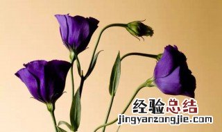 夏天怎么养桔梗 夏天怎么养桔梗植物