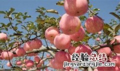 夏天怎么种果树最好 夏天怎么种果树