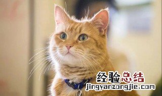 有俗语说猫有九条命这是真的吗 有俗语说猫有九条命是不是真的