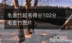 毛金竹起名得分102分 毛金竹图片