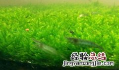 水草莫斯怎样养好 莫斯草怎么养长的好