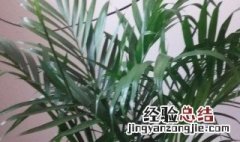 散尾竹怎么浇水方法 散尾竹怎么浇水方法图片