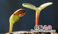 蔬菜种子催芽注意事项 蔬菜种子催芽剂使用方法