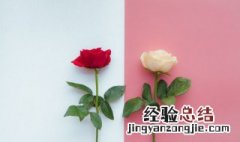 向女孩表白送什么花最好 表白女生送什么花比较好