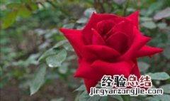 二十朵玫瑰花的含义 玫瑰花的含义