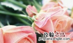 玫瑰花不放水里怎么保鲜 玫瑰花不放水里可以保存多久