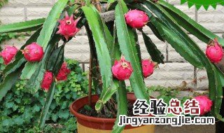 火龙果盆栽种植方法 火龙果盆栽种植方法介绍