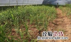 生姜怎么种植方法 种植方法如下