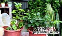 茉莉花盆栽怎么养 茉莉花盆栽怎么养才旺盛