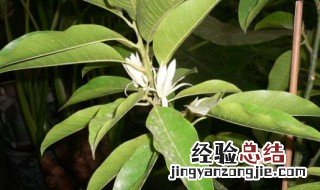 白兰花盆栽 白兰花盆栽北方能养吗