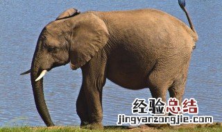孕早期梦见大象 孕妇梦见大象是什么意思
