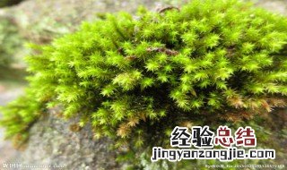 清除青苔技巧和方法 清除青苔技巧