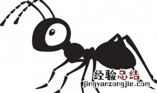 家中怎么会有白蚁 家里怎么会有白蚁