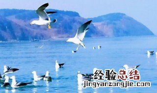 海鸥为什么没人吃