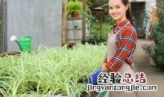 水培铜钱草可以放陶粒砂吗 怎样用陶粒水培铜钱草