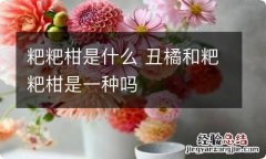 粑粑柑是什么 丑橘和粑粑柑是一种吗