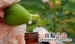 无花果的白汁能治什么病 无花果里面白汁的功效