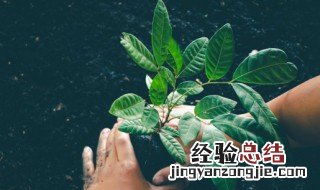 怎样自配养花营养水 可以自配水培花草营养液吗