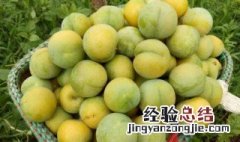 贵州蜂糖李简介 贵州蜂糖李的产品特点