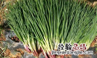 四季小葱种植方法 如何种植四季葱