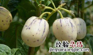 人参果籽发黑 人参果内芯黑籽什么原因