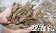 活虾冷冻怎样保持新鲜 活虾冷冻怎样保持新鲜呢