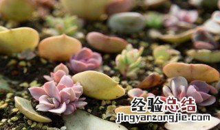 沙子可以种植哪些植物 什么植物适合种在沙子里