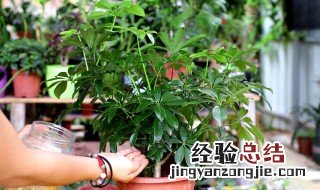 刚买的鸭掌木怎么养护 刚买的鸭掌木怎么养护好