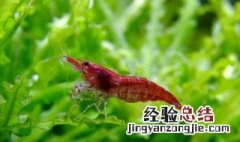 樱花虾怎么养才能爆缸 樱花虾养殖方法