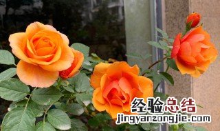 月季花养花小窍门方法图片 月季花养花小窍门方法