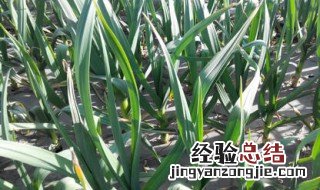 种植蒜苗的方法 什么时候播种呢