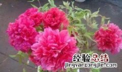 盆栽牡丹用什么土最好 家庭盆栽牡丹种植方法