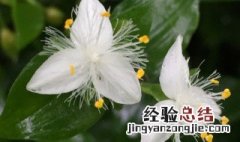 盆栽白花紫露草图片 白花紫露草的养殖方法