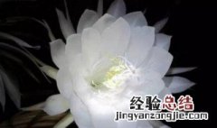 昙花的花语和象征意义是啥 昙花的花语是什么