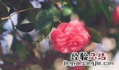 山茶花如何浇水施肥 山茶花怎么施肥和浇水