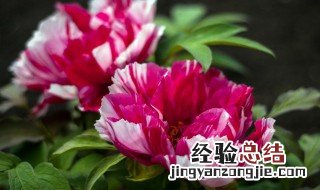 叶酸片能泡水浇花吗 叶酸片浇花的功效